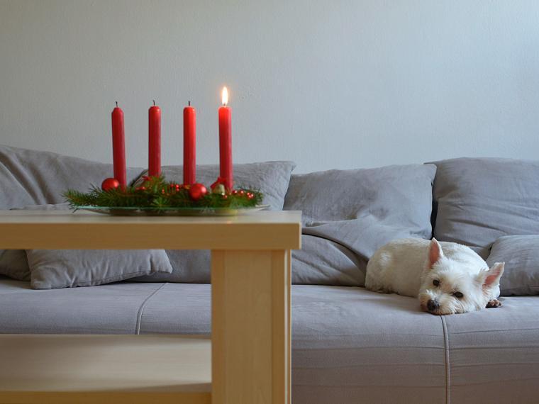 Adventszeit mit Haustier Adventszeit mit Haustier