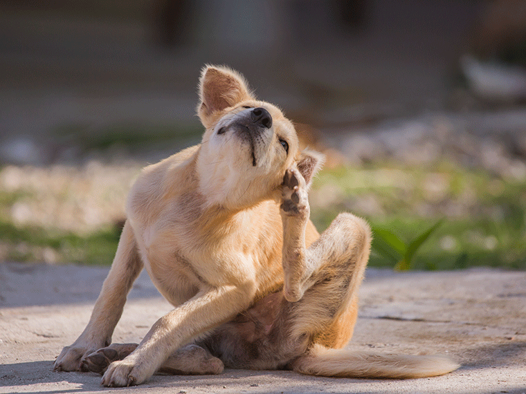 Parasiten beim Hund Parasiten Hund