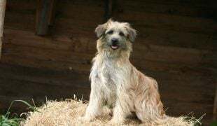Langhaariger Pyrenäenschäferhund
