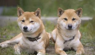 Hokkaido