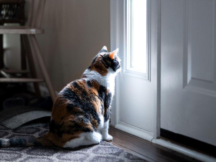 Katze alleine lassen Katze alleine lassen: Dreifarbige Katze sitzt vor einer Haustür und blickt durch das Fenster nach draußen