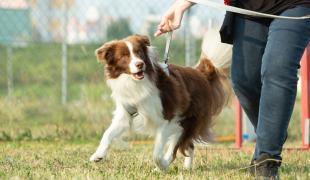 Lernverhalten von Hunden