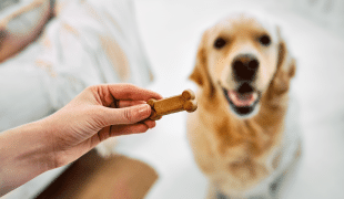 Hund sitzt vor einem gehaltenen Leckerli und wartet ruhig.