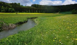 Schmaler Bach fließt durch eine grüne Wiesenlandschaft mit Blumen und Feldern.