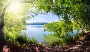 Blick durch Bäume auf einen ruhigen See mit Uferbewuchs im Vordergrund.