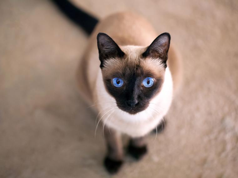 Thaikatze
