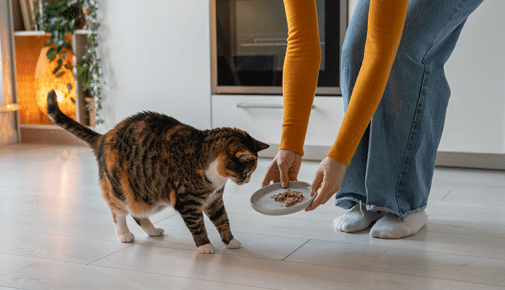 Katze mit Übergewicht