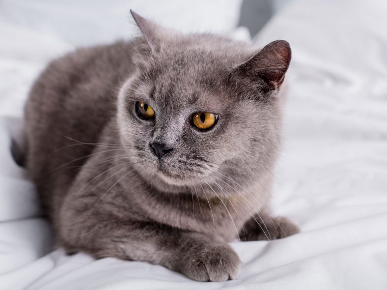 Katze im Bett Katze im Bett