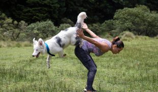 Schwarz weißer Hund springt auf den Rücken einer Person.