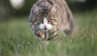 Katze schleicht konzentriert durch hohes Gras.