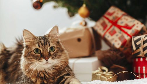Weihnachtsgeschenk Katze
