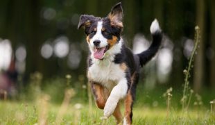 Junger Hund läuft über eine Wiese und blickt nach vorne.