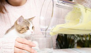 Katze schaut zu, wie eine Person einen Smoothie in ein Glas gießt.
