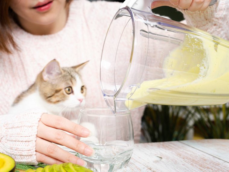 Katze schaut zu, wie eine Person einen Smoothie in ein Glas gießt. 