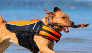 Hund trägt eine orangefarbene Schwimmweste und läuft im Wasser mit einem Stock im Maul.