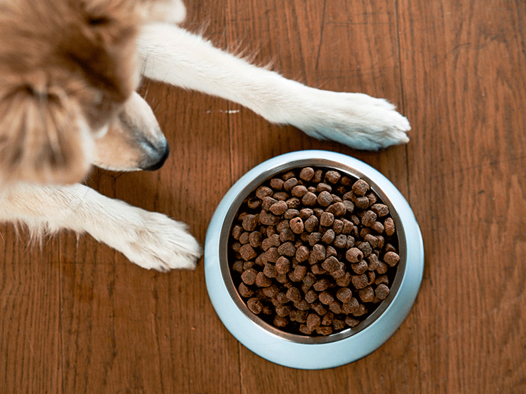 ZooRoyal Melamin-Napf Petrol 400ml Hautprobleme beim Hund