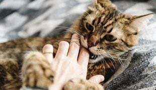 Katze beißt in eine Hand.