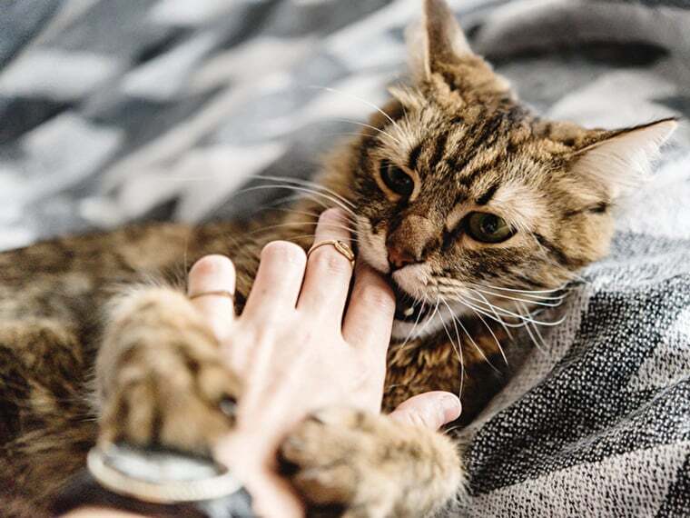 Katze beißt in eine Hand.