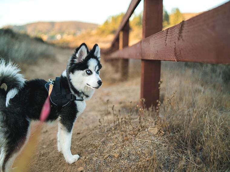 Pomsky Pomsky