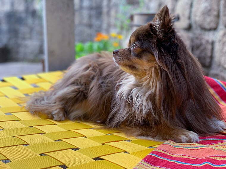 Hundebett selber bauen Hundebett selber bauen