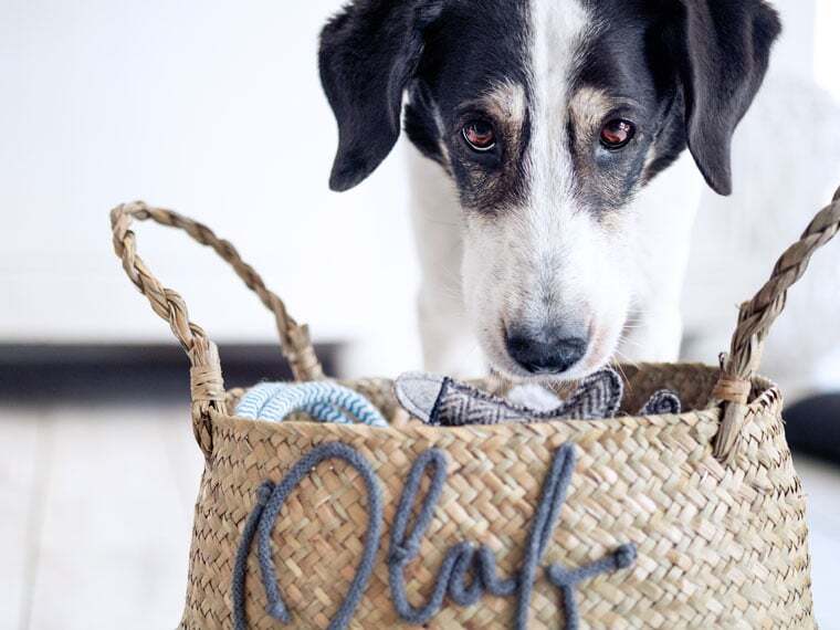 Spielzeugkiste für Hunde selber machen