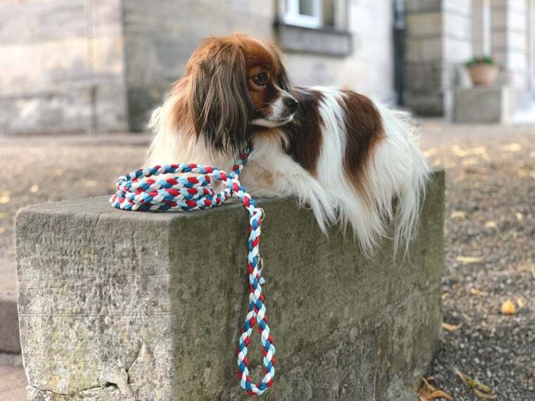 Fertige Paracord Leine Fertige Paracord Leine am Hund