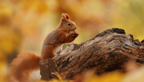 Eichhörnchen Winterschlaf