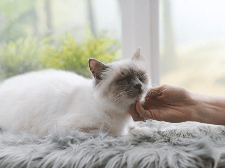 Warum schnurren Katzen: Weiße Katze mit dunklem Gesicht wird auf einem weichen Felluntergrund am Kinn gestreichelt.