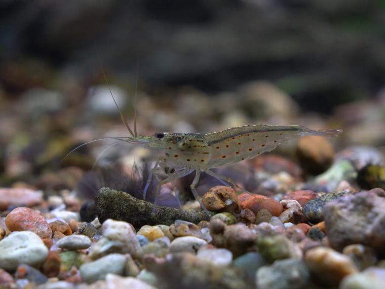 Amanogarnele: Amanogarnele mit transparentem Körper und roten Punkten sitzt auf buntem Kies im Aquarium