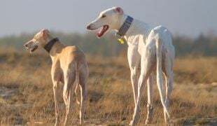 Chart Polski
