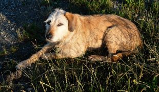 Istrianer Bracke liegt im Gras und blickt zur Kamera.