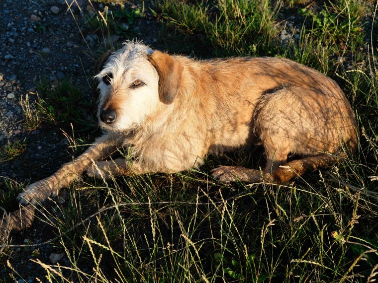 Istrianer Bracke liegt im Gras und blickt zur Kamera.