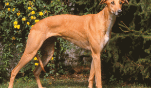 Magyar Agár: Schlanker, hellbrauner Windhund mit kurzem Fell steht auf einer Wiese vor blühenden Sträuchern.
