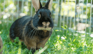 Schwarz-braunes Kaninchen sitzt im Gras.