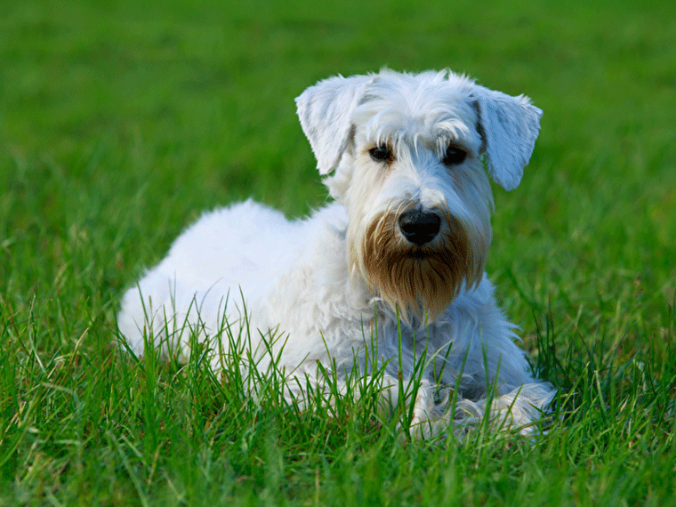 Sealyham Terrier