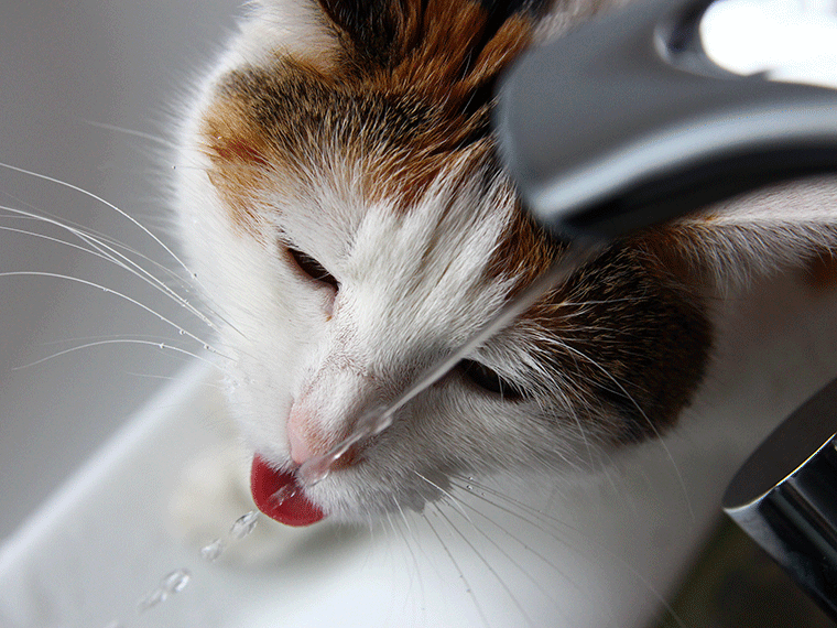 Katze trinkt viel Katze trinkt viel: Katze trinkt Wasser aus einem laufenden Wasserhahn.