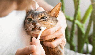 Katze Zähne putzen