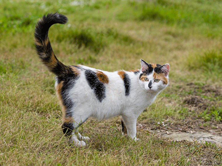 Dreifarbige Katze steht aufmerksam auf einer Wiese.