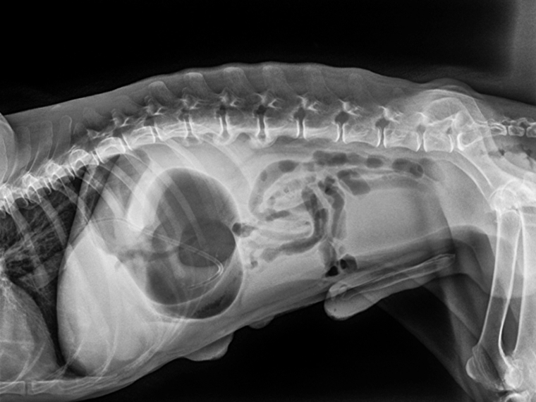 Magendrehung Hund auf dem Röntgenbild Magendrehung Hund Röntgenbild