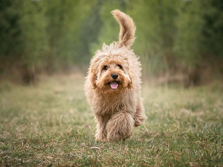 Cavapoo Cavapoo