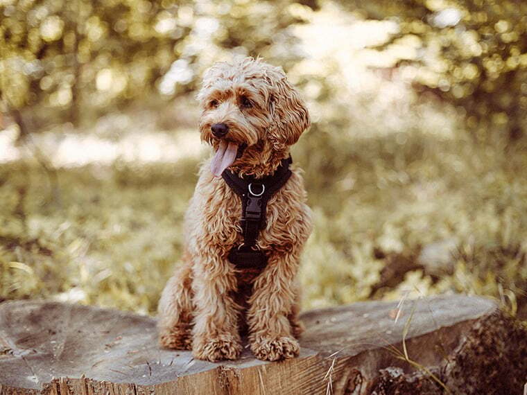 Cavapoo Cavapoo