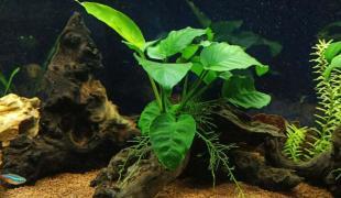 Anubias